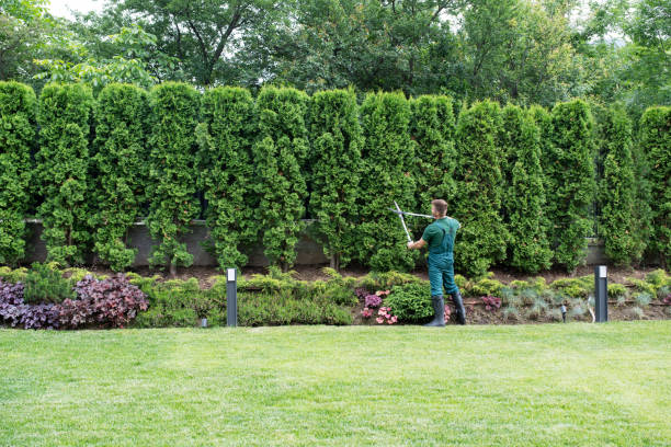Best Pest Control for Lawns  in El Segundo, CA