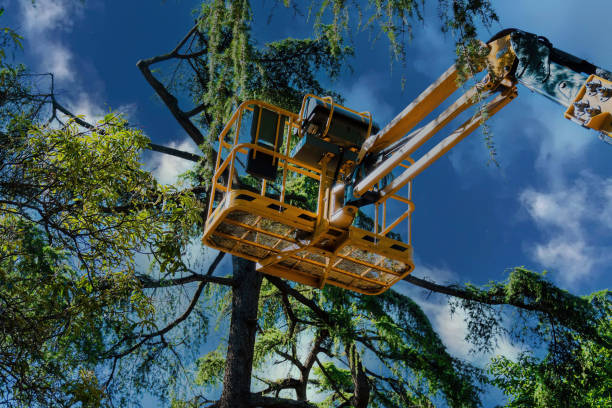 Best Tree Trimming and Pruning  in El Segundo, CA