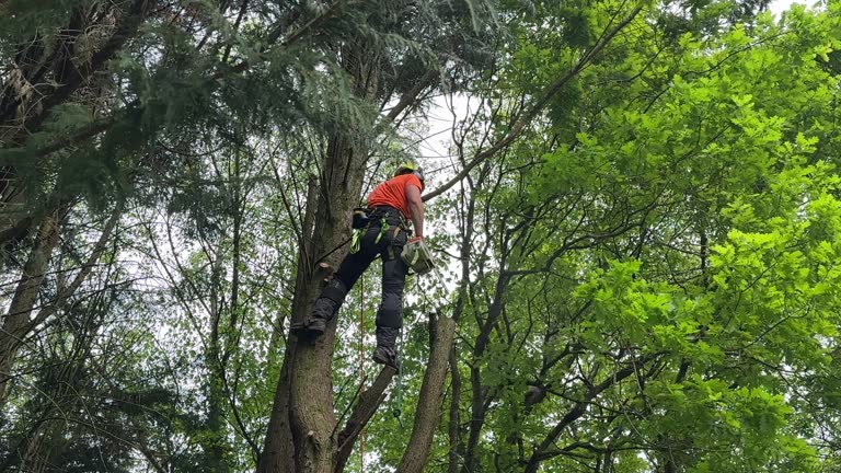 Best Storm Damage Tree Cleanup  in El Segundo, CA