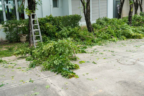 Best Commercial Tree Services  in El Segundo, CA